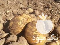 فروش سیب زمینی رقم آگریا در قوچان در گروه خرید فروش عمده سیب زمینی - زودرس دیررس آگریا اسپریت اردبیل همدان در یکمیوه -عکس1