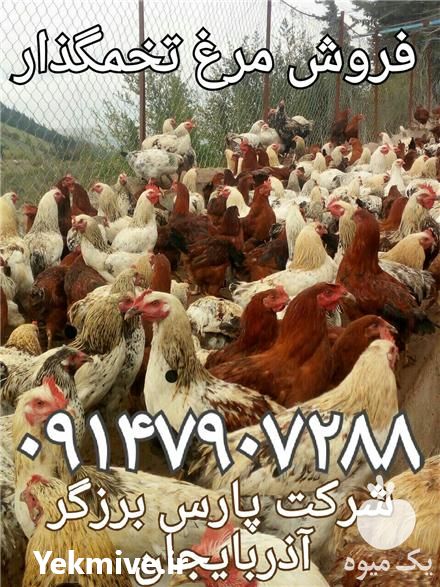 فروش مرغ بومی در ارومیه در گروه مرغ و خروس و بوقلمون و اردک قو قاز در یکمیوه -عکس1