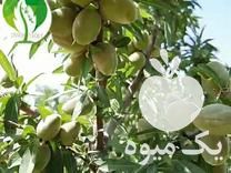تهیه و فروش مرغوبترین نهال انواع خرمالو در بوئین زهرا در گروه خرید فروش نهال - انواع گردو پسته بادام سلطانی انگور در یکمیوه -عکس1