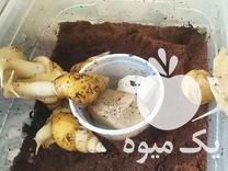 فروش حلزون آچاتینای آلبینو در خوزستان در گروه سایر محصولات شیلات - خرید و فروش و خدمات ماهی آبزی شیلات در یکمیوه -عکس1