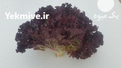 فروش کاهو فرانسوی در اصفهان در گروه خرید فروش عمده کاهو - رسمی پیچ سالادی فرانسوی چینی قرمز در یکمیوه -عکس3