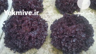 فروش کاهو فرانسوی در اصفهان در گروه خرید فروش عمده کاهو - رسمی پیچ سالادی فرانسوی چینی قرمز در یکمیوه -عکس4