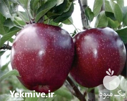 فروش نهال سیب در کرج در گروه خرید فروش نهال - انواع گردو پسته بادام سلطانی انگور در یکمیوه -عکس1