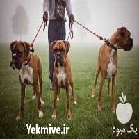 فروش سگ باکسر نر و ماده در تهران در گروه سگ و گربه _ نگهبان هاسکی ژرمن دوبرمن سرابی در یکمیوه