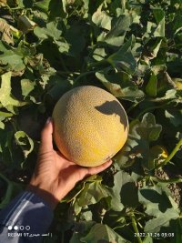 آگهی مشابه فروش ملون در میناب در گروه خرید فروش عمده ملون - صادراتی صیفی تازه فروش عمده در یکمیوه