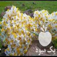 فروش عمده گل نرگس در اندیشه در گروه خرید فروش عمده گیاهان زینتی - گرمسیری آپارتمانی باغچه آب در یکمیوه
