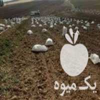 فروش سیب زمینی خوراکی درجه یک در الیگودرز در گروه خرید فروش عمده سیب زمینی - زودرس دیررس آگریا اسپریت اردبیل همدان در یکمیوه