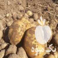 فروش سیب زمینی رقم آگریا در قوچان در گروه خرید فروش عمده سیب زمینی - زودرس دیررس آگریا اسپریت اردبیل همدان در یکمیوه