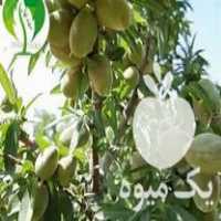 تهیه و فروش مرغوبترین نهال انواع خرمالو در بوئین زهرا در گروه خرید فروش نهال - انواع گردو پسته بادام سلطانی انگور در یکمیوه