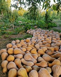 آگهی مشابه کدو حلوایی شیرین در قزوین در گروه خرید فروش عمده کدو - سبز خورشتی بندر ورامین کرج سفید در یکمیوه