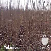 فروش نهال درختان میوه در کرج در گروه خرید فروش نهال - انواع گردو پسته بادام سلطانی انگور در یکمیوه