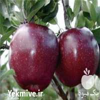 فروش نهال سیب در کرج در گروه خرید فروش نهال - انواع گردو پسته بادام سلطانی انگور در یکمیوه