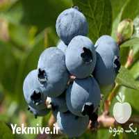 فروش نهال انواع بری ها گوجه بلو در کرج در گروه خرید فروش نهال - انواع گردو پسته بادام سلطانی انگور در یکمیوه