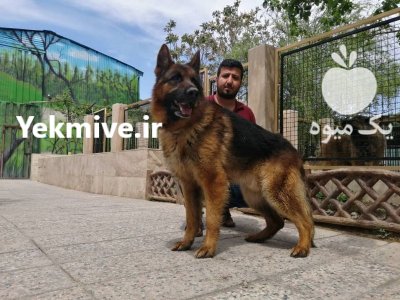 فروش توله سگ ژرمن شپرد اصیل در کرج در گروه حیوانات خانگی - خرید و فروش در یکمیوه -عکس1