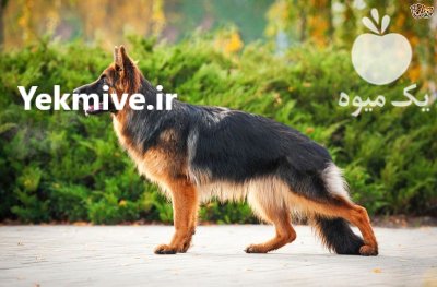 فروش توله ژرمن شپرد موکلاسیک در مشکین دشت در گروه حیوانات خانگی - خرید و فروش در یکمیوه -عکس1