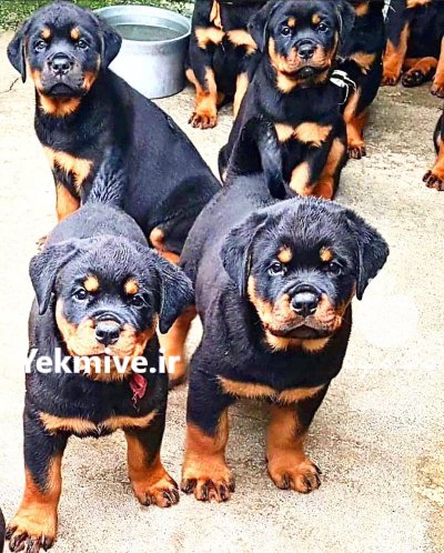 سگ روتوایلر اروپایی و آمریکایی در محمدشهر در گروه حیوانات خانگی - خرید و فروش در یکمیوه -عکس1