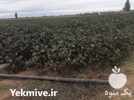 فروش پنبه خام دشت مغان در پارس آباد در گروه خرید فروش عمده سایر محصولات زراعی سر زمین در یکمیوه -عکس1