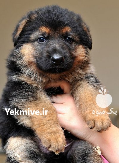 فروش توله ژرمن شیب استاندارد در کرج در گروه سگ و گربه _ نگهبان هاسکی ژرمن دوبرمن سرابی در یکمیوه -عکس1
