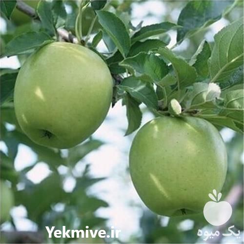 فروش نهال درخت سیب سبز پیوندی ضیافتی در مازندران در گروه خرید فروش نهال - انواع گردو پسته بادام سلطانی انگور در یکمیوه -عکس1