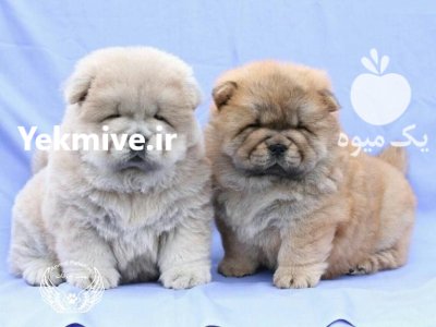 توله سگ چاوچاو مینی در باغستان در تهران در گروه سگ و گربه در یکمیوه -عکس1