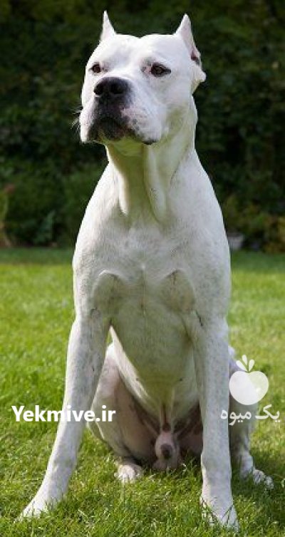 توله سگ داگو آرژانتینو در شهرجدید هشتگرد در گروه سگ و گربه _ نگهبان هاسکی ژرمن دوبرمن سرابی در یکمیوه -عکس1