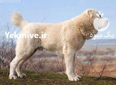 توله سگ آلابای روس وارداتی در سیف آباد در گروه سگ و گربه _ نگهبان هاسکی ژرمن دوبرمن سرابی در یکمیوه -عکس1