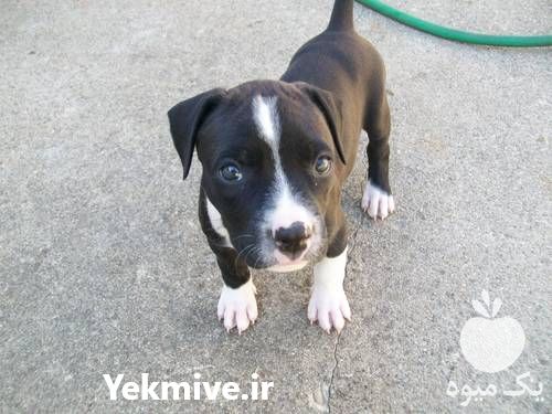 فروش توله سگ پیتبول آمریکایی در بوشهر در گروه سگ و گربه در یکمیوه -عکس1
