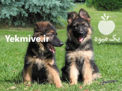 فروش چند قلاده توله سگ ژرمن نگهبان در کرج در گروه سگ و گربه _ نگهبان هاسکی ژرمن دوبرمن سرابی در یکمیوه -عکس1