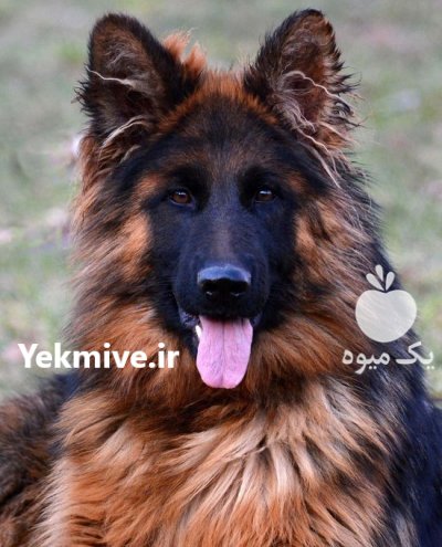 قیمت سگ ژرمن شپرد شولاین کینگ در تهران در گروه سگ و گربه _ نگهبان هاسکی ژرمن دوبرمن سرابی در یکمیوه -عکس1