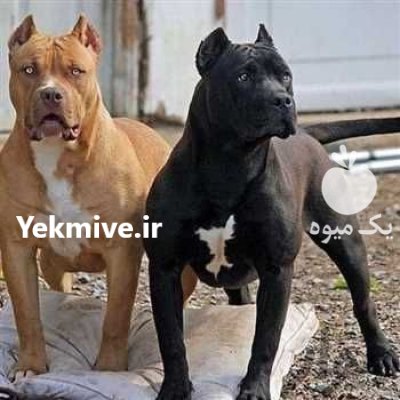 توله سگ پیت بول در تهران در گروه سگ و گربه _ نگهبان هاسکی ژرمن دوبرمن سرابی در یکمیوه -عکس1