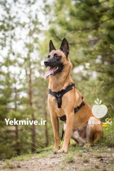 سگ مالینویز باهوش در کرج در گروه سگ و گربه _ نگهبان هاسکی ژرمن دوبرمن سرابی در یکمیوه -عکس1