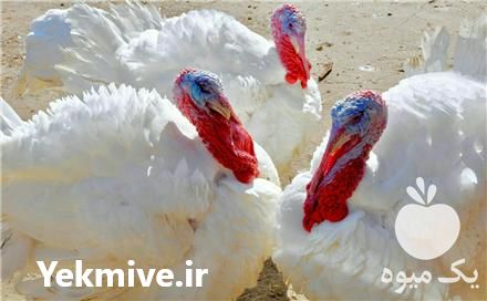 فروش جوجه بوقلمون یک ماهه در تهران در گروه مرغ و خروس و بوقلمون و اردک قو قاز در یکمیوه -عکس1