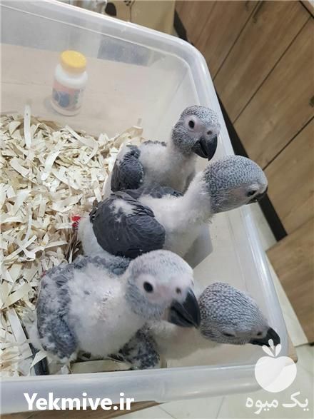 فروش تخم نطفه دار طوطی کاسکو در تهران در گروه انواع تخم ها - مرغ بوقلمون پرنده عمده کشاورزی در یکمیوه -عکس1