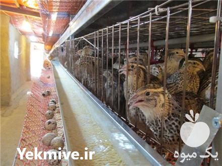پرورش و فروش بلدرچین در گرگان در گروه انواع تخم ها - مرغ بوقلمون پرنده عمده کشاورزی در یکمیوه -عکس1