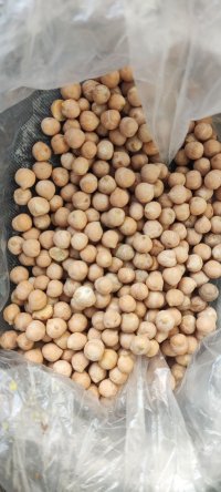 نخود سایز شش در تبریز در گروه خرید فروش عمده غلات و حبوبات - لپه عدس نخود لوبیا در یکمیوه