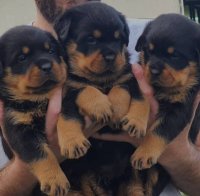 فروش توله روتوایلر وارداتی در هشتگرد در گروه حیوانات خانگی - خرید و فروش در یکمیوه