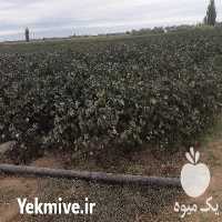 فروش پنبه خام دشت مغان در پارس آباد در گروه خرید فروش عمده سایر محصولات زراعی سر زمین در یکمیوه
