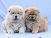 توله سگ چاوچاو مینی در باغستان در تهران در گروه سگ و گربه در یکمیوه