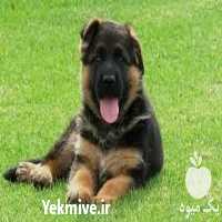 فروش توله سگ ژرمن اصیل کلاسیک در کرج در گروه سگ و گربه _ نگهبان هاسکی ژرمن دوبرمن سرابی در یکمیوه