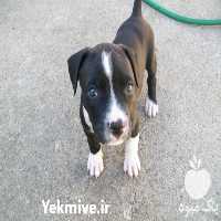 فروش توله سگ پیتبول آمریکایی در بوشهر در گروه سگ و گربه در یکمیوه