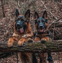 فروش فوق العاده توله سگ ژرمن کینگ در کرج در گروه سگ و گربه _ نگهبان هاسکی ژرمن دوبرمن سرابی در یکمیوه