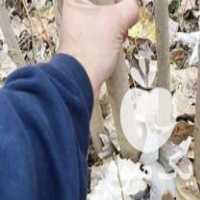 فروش نهال صنوبر تبریزی در اسدآباد در گروه خرید فروش نهال - انواع گردو پسته بادام سلطانی انگور در یکمیوه