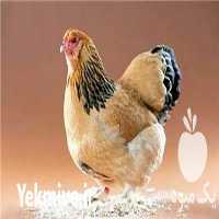 فروش مرغ بومی مرغ تخمگذار در ارومیه در گروه مرغ و خروس و بوقلمون و اردک قو قاز در یکمیوه