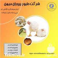 فروش جوجه یکروزه بوقلمون مرغ تخم گذار بومی نیمچه در تهران در گروه مرغ و خروس و بوقلمون و اردک قو قاز در یکمیوه