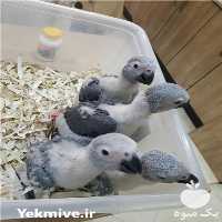 فروش تخم نطفه دار طوطی کاسکو در تهران در گروه انواع تخم ها - مرغ بوقلمون پرنده عمده کشاورزی در یکمیوه