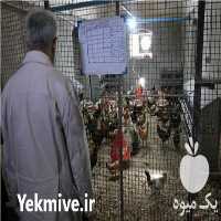 فروش تخم نطفه دار بوقلمون در ارومیه در گروه انواع تخم ها - مرغ بوقلمون پرنده عمده کشاورزی در یکمیوه