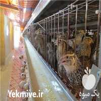 پرورش و فروش بلدرچین در گرگان در گروه انواع تخم ها - مرغ بوقلمون پرنده عمده کشاورزی در یکمیوه