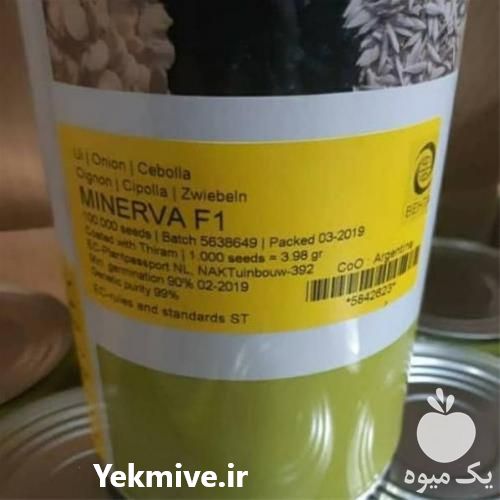فروش بذر پیاز مینروا گارانتی دار در کرمان  در گروه خرید فروش بذر - انواع محصول کشاورزی گوجه کتان میوه درخت در یکمیوه -عکس1