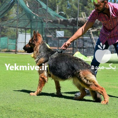 ژرمن کینگ در آسمان آباد در ایلام در گروه حیوانات خانگی در یکمیوه -عکس1