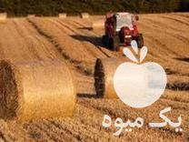 فروش عمده خوراک دام یونجه در کشاورز در گروه خوراک دام و طیور - پرواری شیری علوفه یونجه در یکمیوه -عکس1